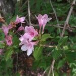 Weigela floridaBlodyn