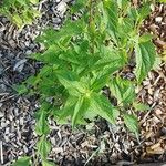 Ageratina altissima Folha