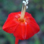 Piper borbonense Flower