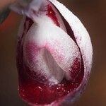 Corybas aconitiflorus Fruit