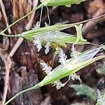 Trisetum flavescens Blomma