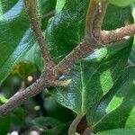 Viburnum suspensum Bark