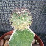 Coryphantha elephantidens Ліст