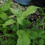 Pentaglottis sempervirens Fuelha