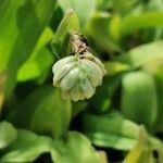 Murdannia loriformis Blüte