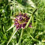 Tragopogon porrifolius Fleur