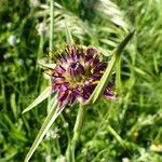 Tragopogon porrifolius 花