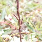 Ptilagrostis yadongensis Цветок