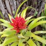 Aechmea recurvata Flor