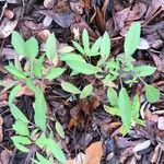 Solidago caesiaBlad