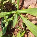 Pterocypsela indica Leaf