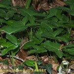 Arisarum proboscideum Habitus