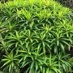 Euphorbia mellifera Lapas