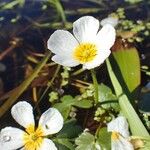 Ranunculus peltatus Habitus