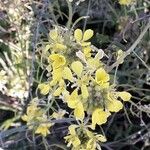Brassica rapa फूल