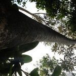 Polyscias fulva Rinde