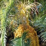 Phoenix canariensis Fruit