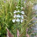 Bellardia trixagoFlower