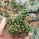 Sedum furfuraceum Лист