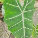 Alocasia micholitziana Leaf