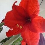 Hippeastrum reginaeЦветок