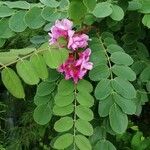 Robinia hispida Hoja