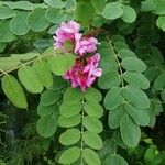 Robinia hispida Blad