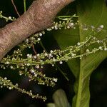 Cleidion veillonii Квітка