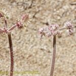 Daucus pumilus Kita