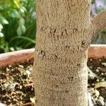 Elaeocarpus grandiflorus Bark