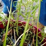 Elodea nuttallii Hábito
