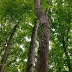 Toona sinensis Bark