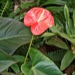 Anthurium scherzerianumBlodyn