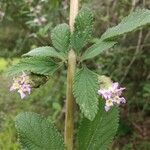 Lippia alba Лист