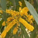 Acacia auriculiformis Çiçek