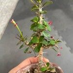 Euphorbia milii Folha