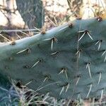 Opuntia engelmannii Leaf