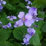 Orychophragmus violaceus Flower