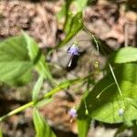 Campanula divaricata 花