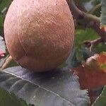 Aesculus pavia Fruit