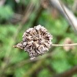 Tanacetum parthenium Fruit