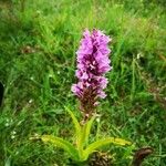 Dactylorhiza incarnata Φύλλο