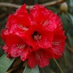 Rhododendron delavayi Çiçek