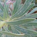 Euphorbia characias Ліст