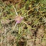Centaurea iberica Blomst