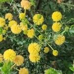 Acacia paradoxa Flower