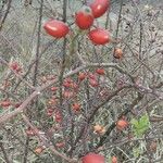 Rosa canina Hábitos