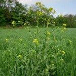 Bunias orientalis Агульны выгляд