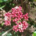 Leea guineensis Flower