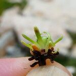 Saxifraga moschata Blad